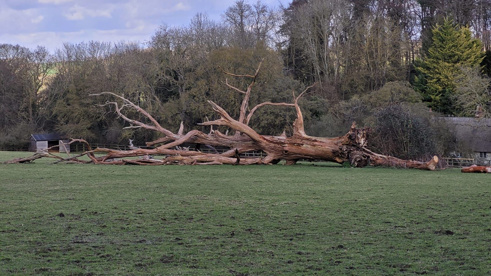 A large fallen tree